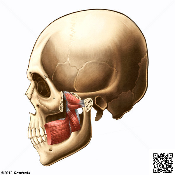 Perforated+Hymen Cautare Poze - image - Hymen wikipedia - Images, pictures and foto ...