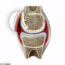 Synovial Membrane - Centralx Atlas Synovial Membrane - Centralx Atlas