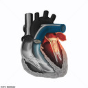 Apndice Atrial