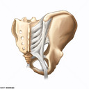 Articulacin Sacroiliaca