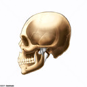 Articulacin Temporomandibular