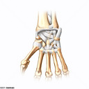 Articulación de la Muñeca