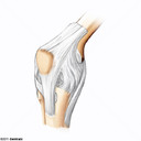 Articulacin de la Rodilla