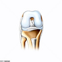 Cartlago Articular