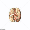 Círculo Arterial Cerebral