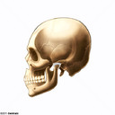 Disco de la Articulación Temporomandibular