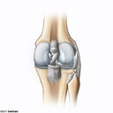 Ligamento Cruzado Posterior