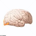 Lóbulo Occipital
