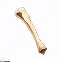 Tibia