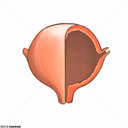 Vejiga Urinaria