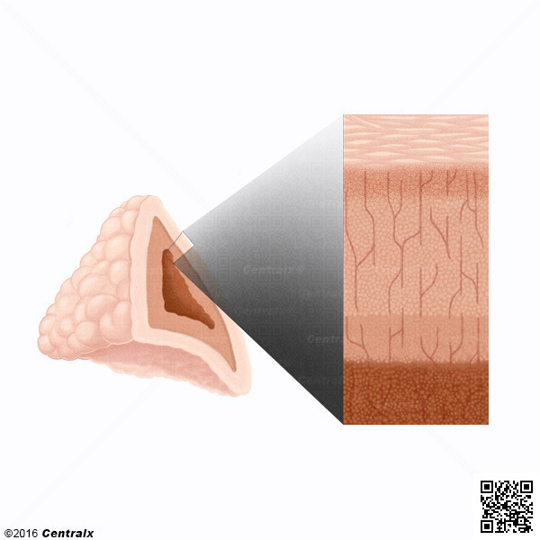 Adrenal Cortex