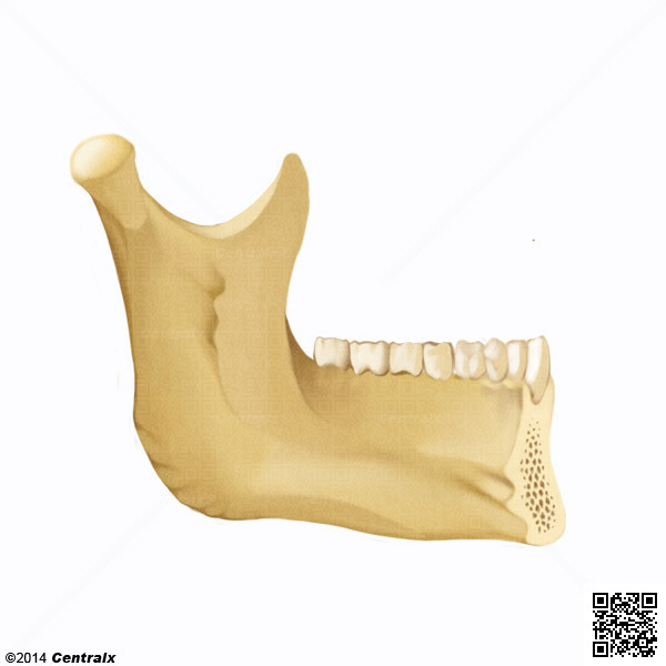 Alveolar Process