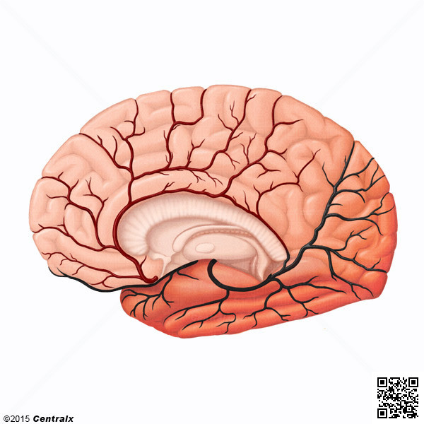 Anterior Cerebral Artery