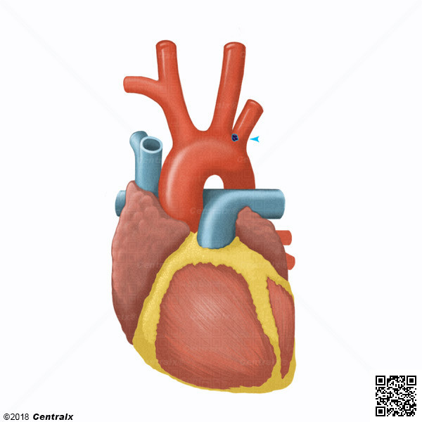 Aortic Bodies