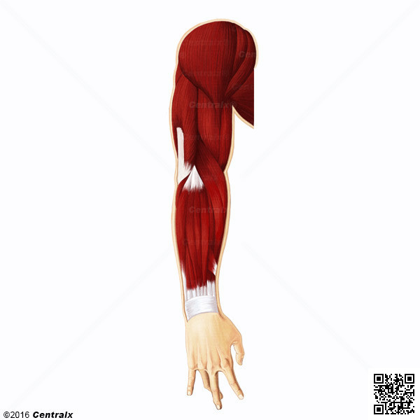 Arm