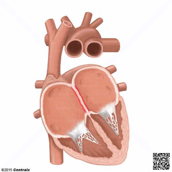 Atrial Septum