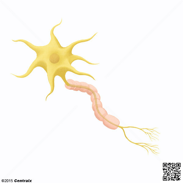 Axons