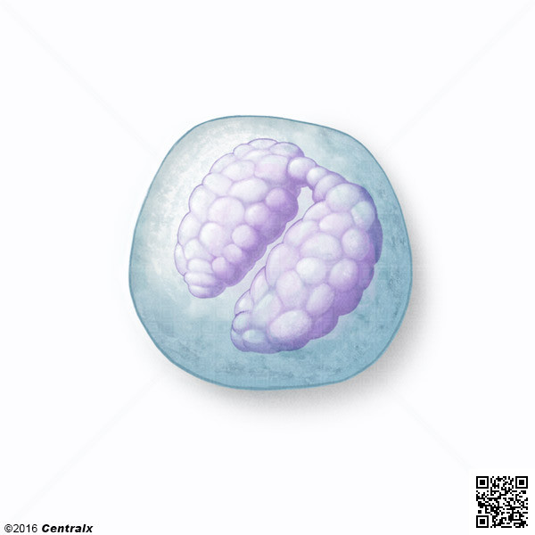 Basophils