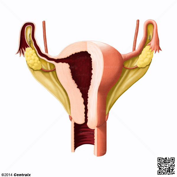 Broad Ligament