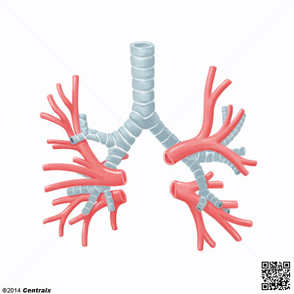 Bronchial Arteries