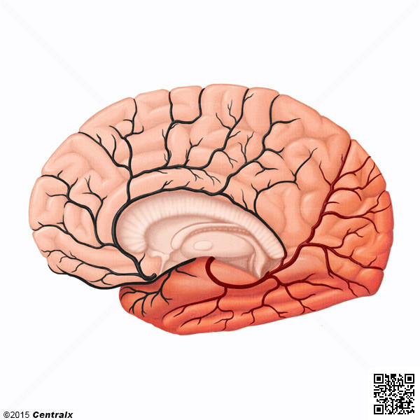 Posterior Cerebral Artery