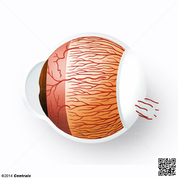 Ciliary Arteries
