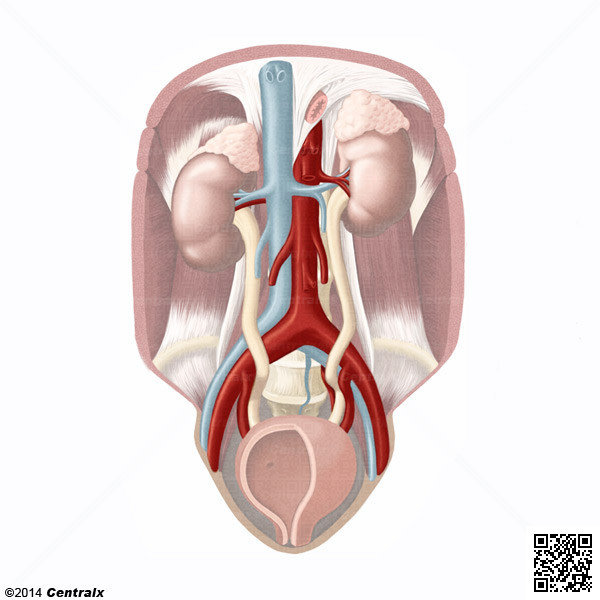 Iliac Artery
