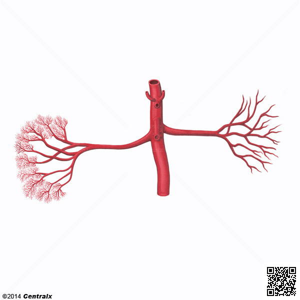 Renal Artery