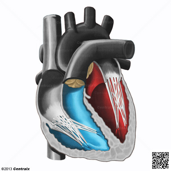 Heart Ventricles