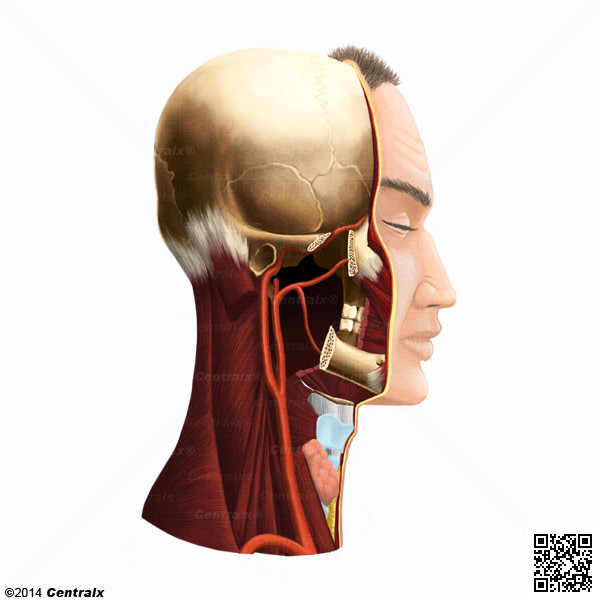 Carotid Artery, Common