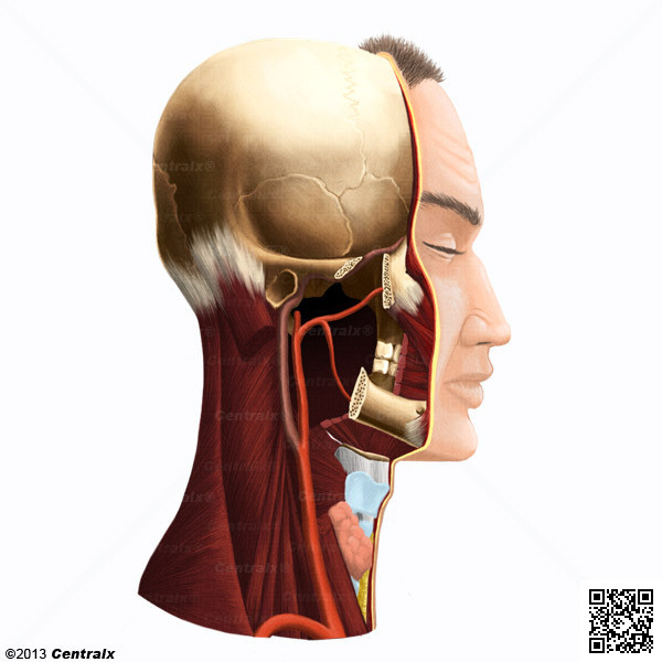 Carotid Artery, External