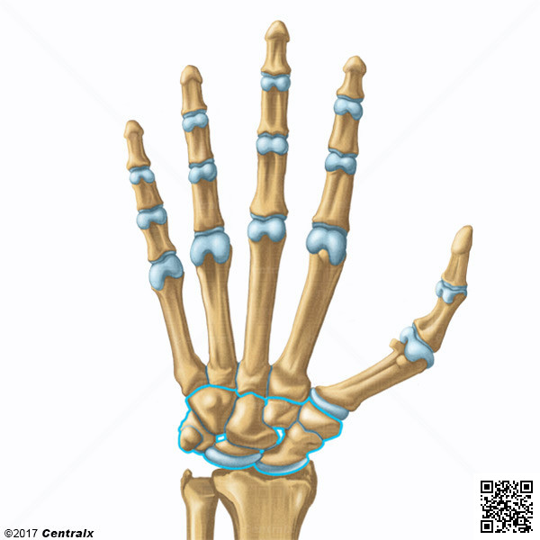 Carpal Bones