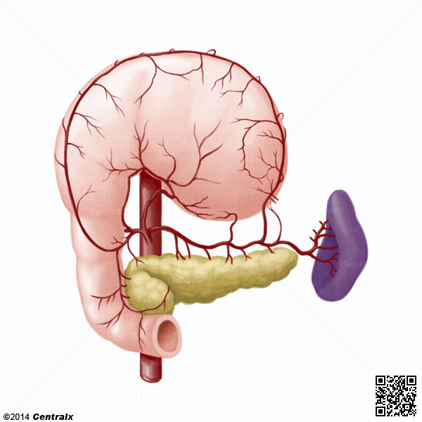Celiac Artery