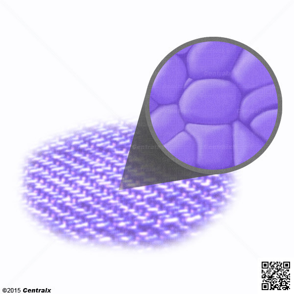 Purple Membrane