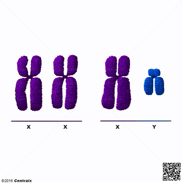 Sex Chromosomes