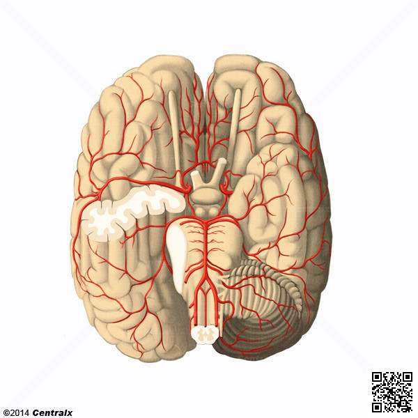 Cerebral Arteries