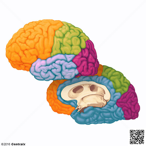 Cerebral Cortex