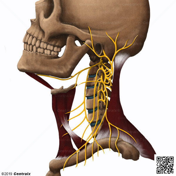 Cervical Plexus