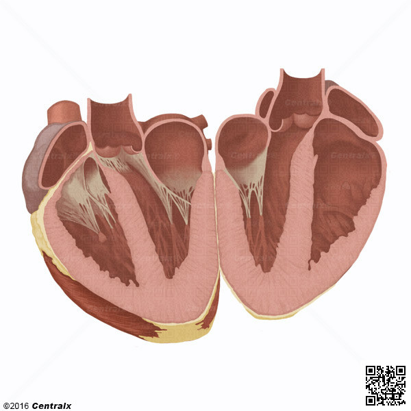 Chordae Tendineae