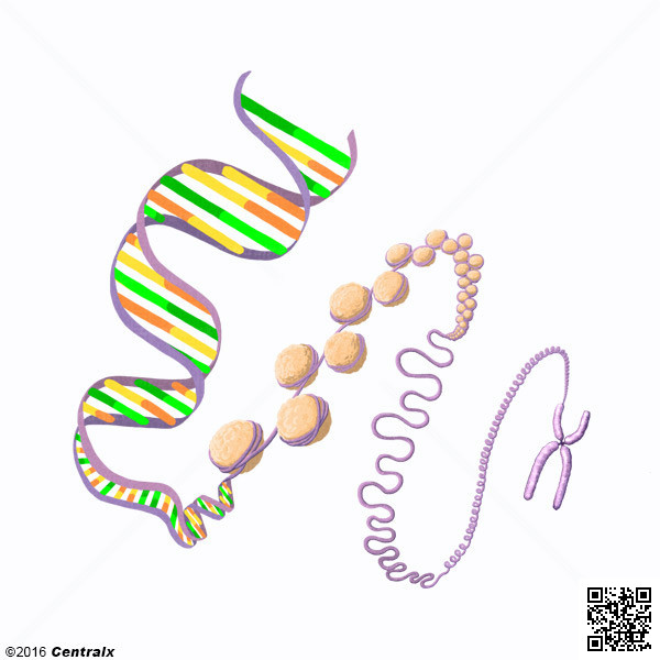 Chromatin