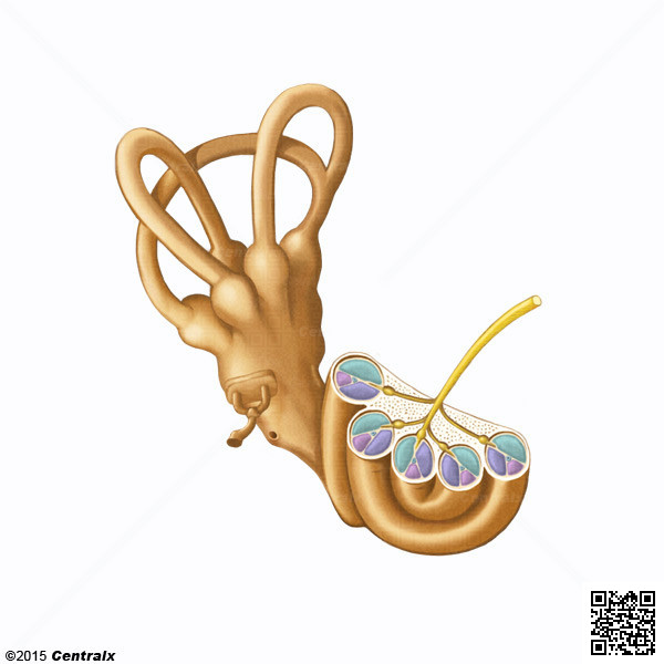 Cochlea