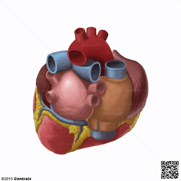 Coronary Sinus