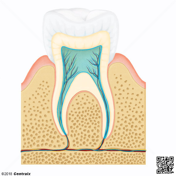 Dental Pulp Cavity