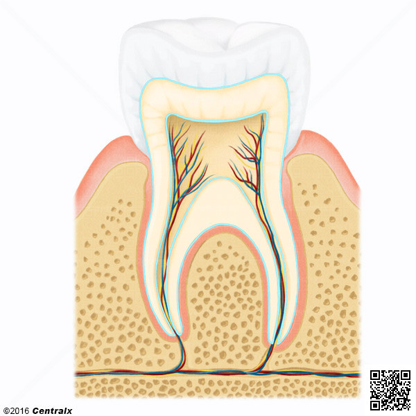 Dentin