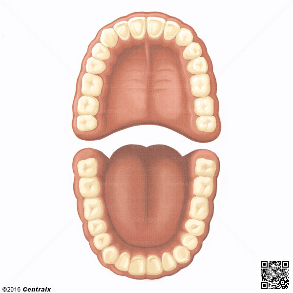 Dentition, Permanent