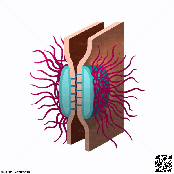 Desmosomes
