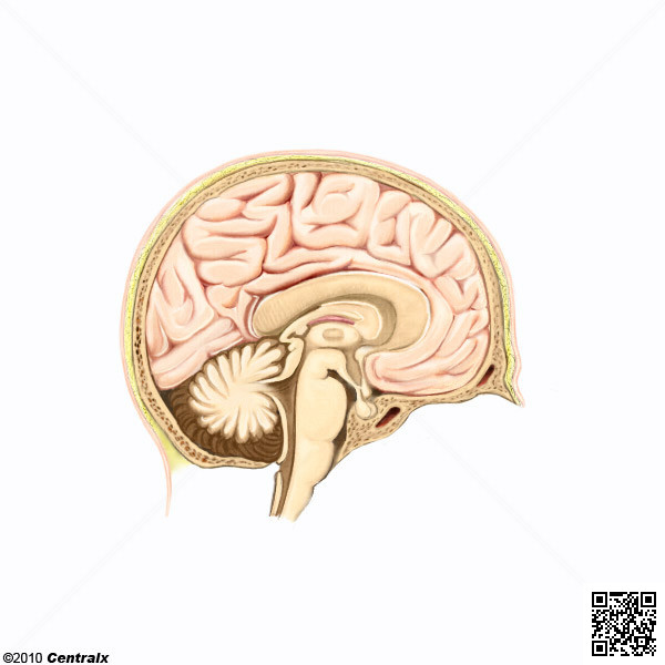 Diencephalon