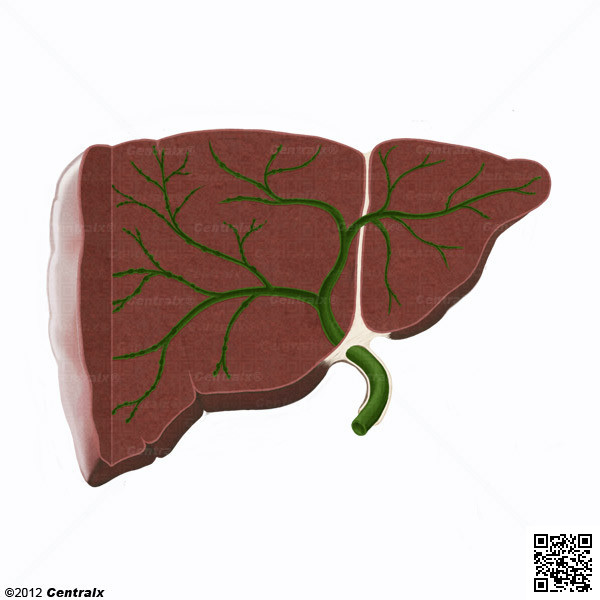 Bile Ducts, Intrahepatic