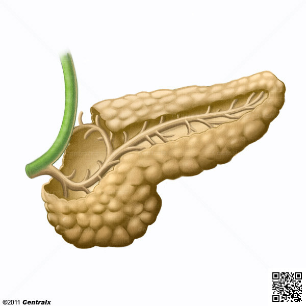 Pancreas