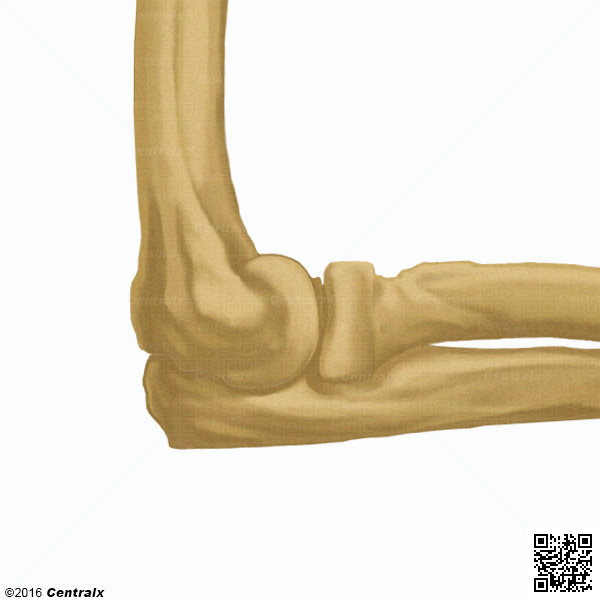 Elbow